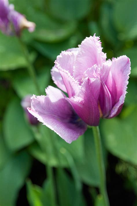 Tulpe Tulipa Louvre Bild Kaufen Gartenbildagentur