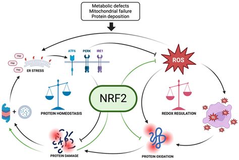 Proteostasis Decline and Redox Imbalance in Age-Related Diseases: The ... 