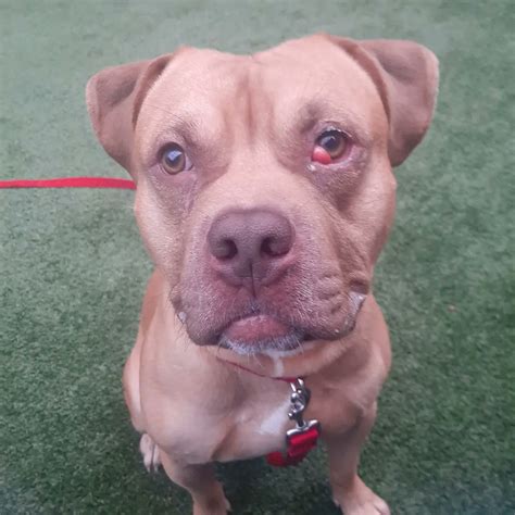 Jean Haggerty On Twitter Rt Kalishdj Handsome Pluto Nycacc Id