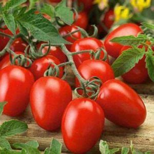 Tomato; Rio Grande (Indeterminate) – Great American Seed Up