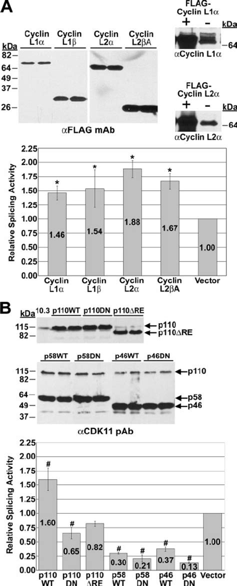 Expression of kinase-dead CDK11 p110 suppresses in vivo splicing ... 