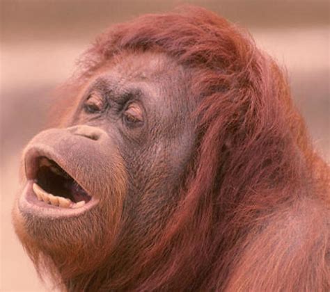 Orangutan | www.uglyoverload.com | By: JLplusAL | Flickr - Photo Sharing! 