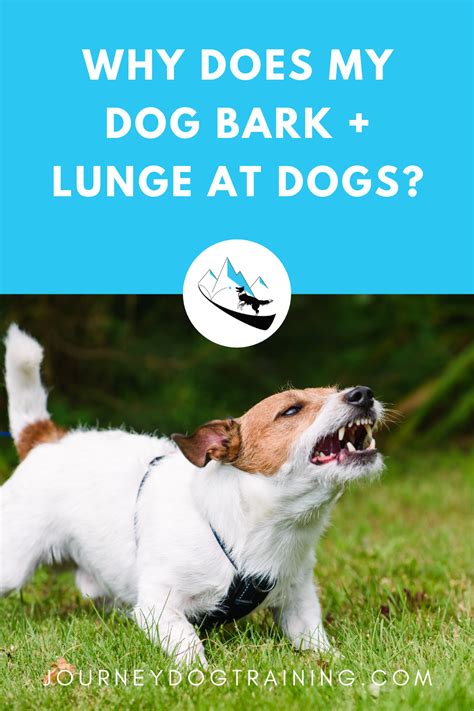 Why Does My Dog Bark And Lunge At Other Dogs Journey Dog Training