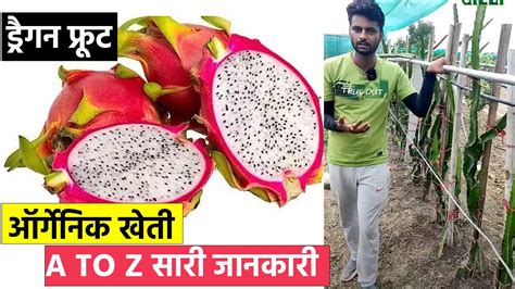 ऑर्गेनिक खेती ड्रैगन फ्रूट की A To Z सारी जानकारी Youtube