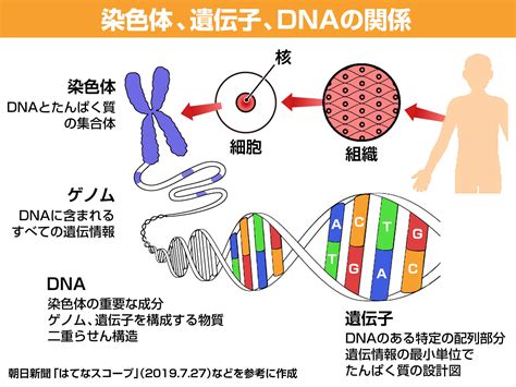 日本人 の 遺伝子, 日本人 遺伝子 特徴 – VISHUJI