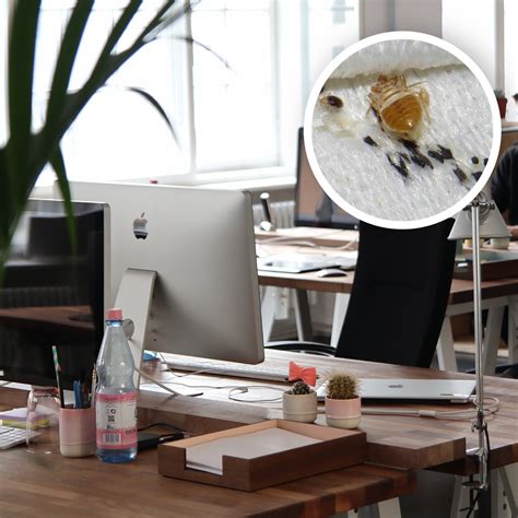 find bed bugs  work bed bug sos