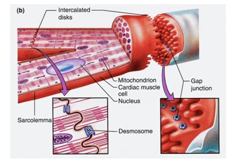 Physiologie Cardiaque Vasculaire G N Ralit S Et Automatisme