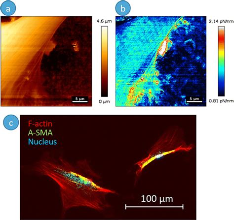 AFM Morphology Image A And Stiffness Mapping B Of A Living AoSMC