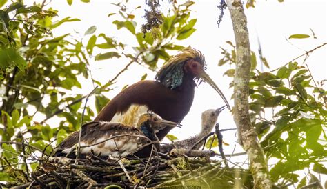 Endemic Birds of Madagascar – Alex Aitkenhead