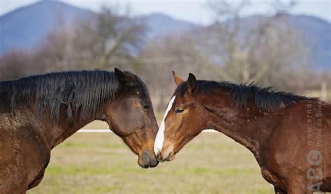 Lessen Van Het Paard Bit Cap