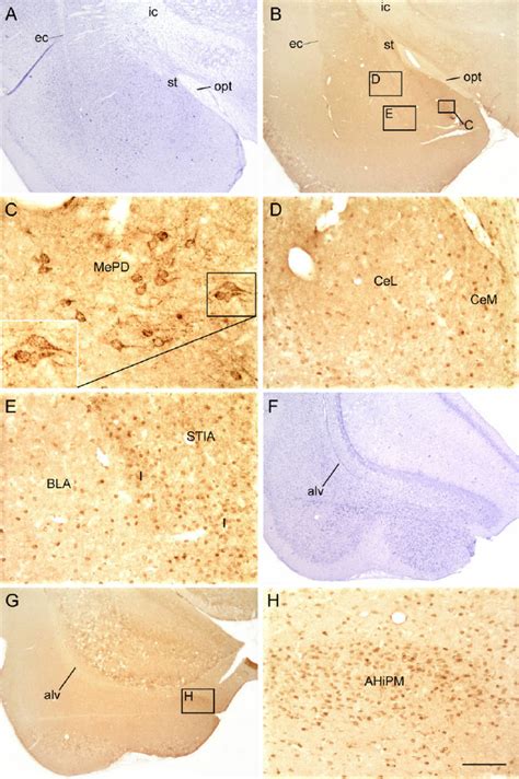 Brightfield Photomicrographs Of Nissl Stained And Oct3 Immunostained