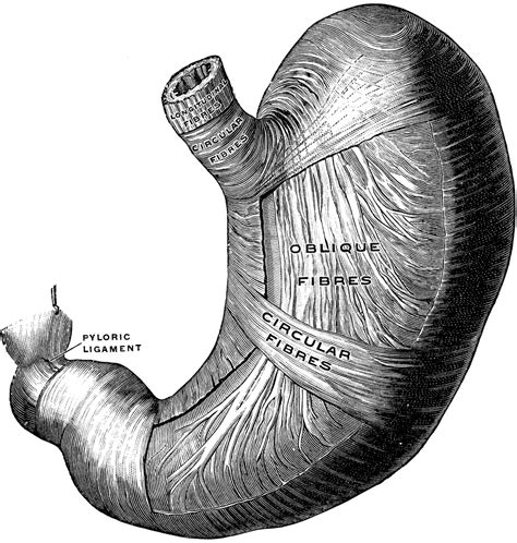 Deep Muscles of the Stomach | ClipArt ETC