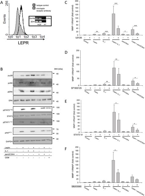 Investigation Of Leptin Receptor Expression And Signalling Pathways Download Scientific Diagram