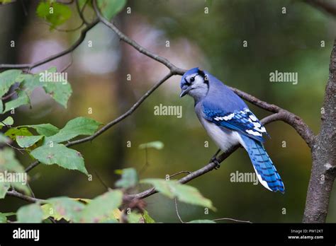Blue jay in natural environment hi-res stock photography and images - Alamy