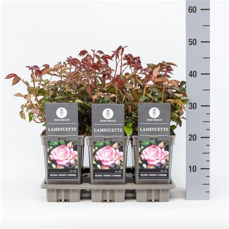 Rosa Laminuette Grossiste En Plantes Floraccess