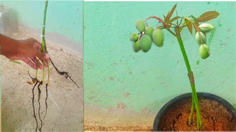 Multiple Grafting In Mango Tree In Unique Technique Of Mango