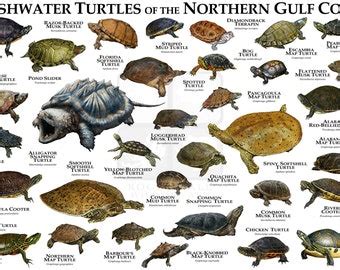 Freshwater Turtles Of The Western Us Art Print Field Guide Etsy