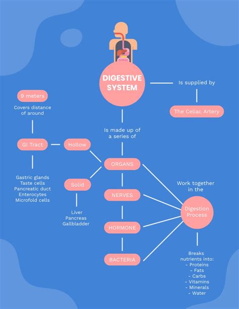 Human Digestive System Concept Map Template Visme