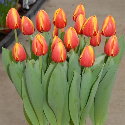 Tulipa Darwin Hybrid Ad Rem Ruigrok Flowerbulbs