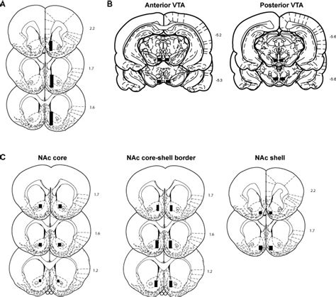 Histological Analysis Verified Cannula Placements To Be In The Correct