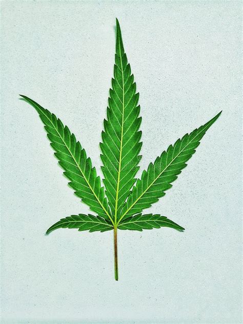 Marijuana leaf in vector stock image. Image of drawing - 209773191