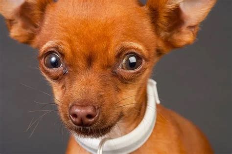 Chihuahua And Weiner Dog Mix: Discover The Perfect Pet! - The Chihuahua Guide