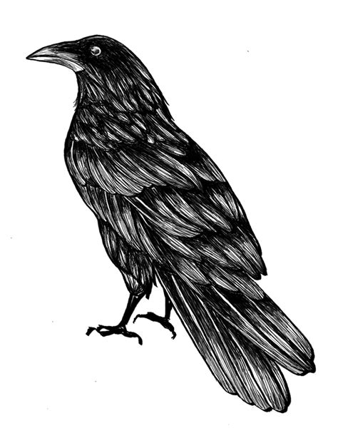 Raven Tattoo Design Digitalart