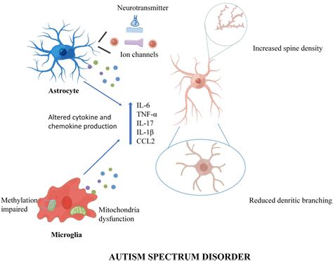 Frontiers Microglia And Astrocytes Underlie Neuroinflammation And Synaptic Susceptibility In