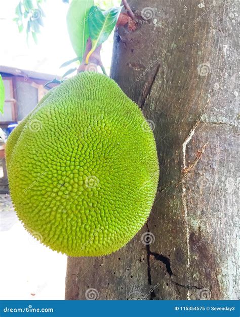 Jackfruit Thorn Surface Blur Texture Background Stock Photo