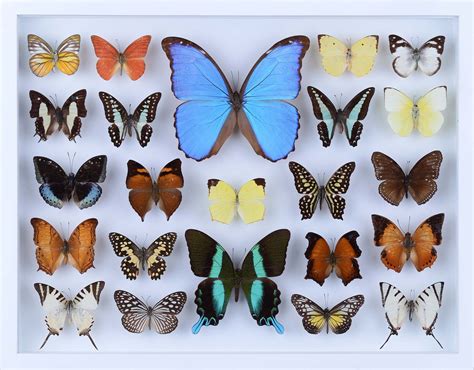 Real Butterfly Collection All Natural Butterflies Mounted Under Glas Bugs Direct Ltd