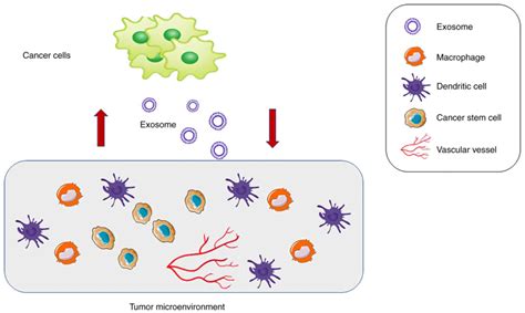 Role Of Exosomes In Cellular Communication Between Tumor Cells And The