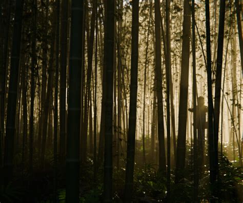 Artstation Bamboo Forest 3d Scene Resources