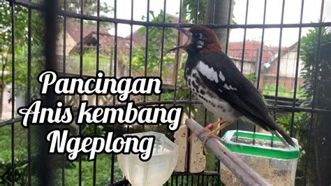 Pancingan Anis Kembang Ngecis Ngeplong Nratak Dipagi Hari YouTube