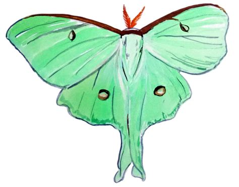 Luna Moth Decal Sticker Stk Almost Alive Lures The Best