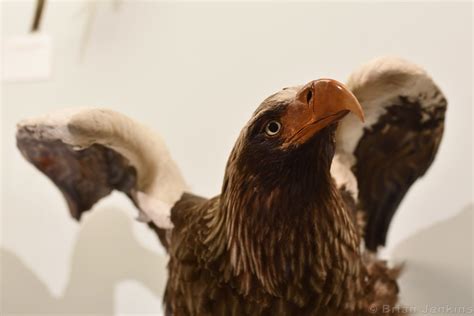 Steller S Sea Eagle Stuffed Haliaeetus Pelagicus Natura Flickr