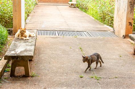 Pesquisadores da UnB desenvolvem método inovador para castração de cães