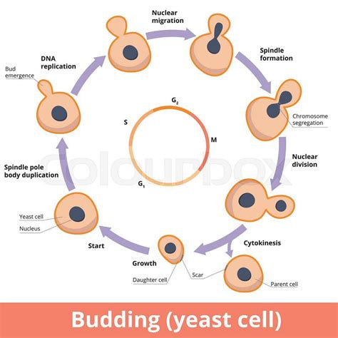 Cell membrane structure represented by lipid bilayer | Stock vector ...