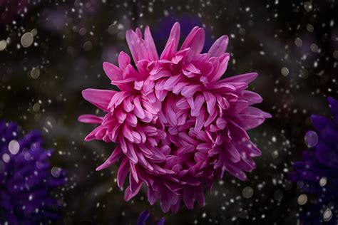 Pink Color Flower Bokeh Wallpaper,HD Flowers Wallpapers,4k Wallpapers ...