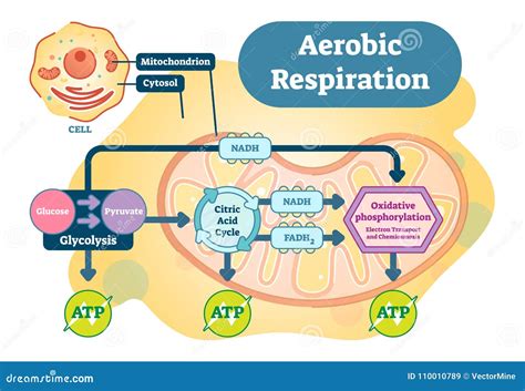 Aerobic Respiration Bio Anatomical Vector Illustration Diagram Stock ...