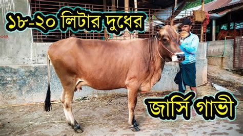 ১৮ ২০ লিটার দুধের জার্সি গাভী বিক্রি করা হবে । যোগাযোগ ঃ মোঃ রঞ্জু