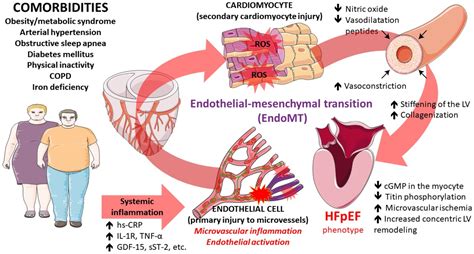 Frontiers Microvascular Dysfunction In Heart Failure With Preserved