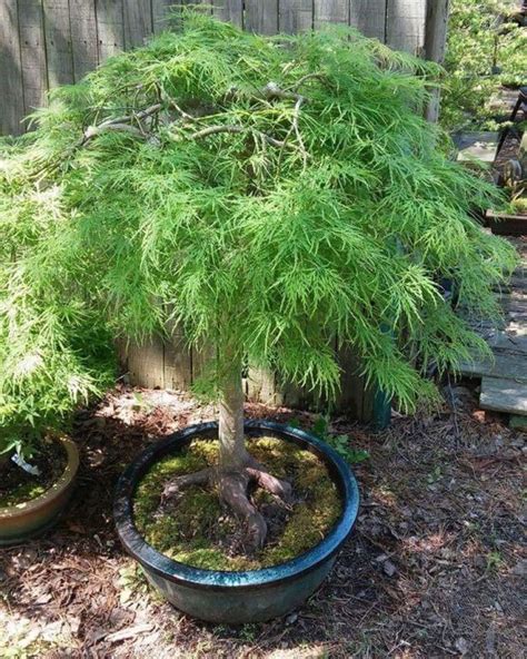 How Do You Take Care Of A Potted Japanese Maple World Of Garden Plants