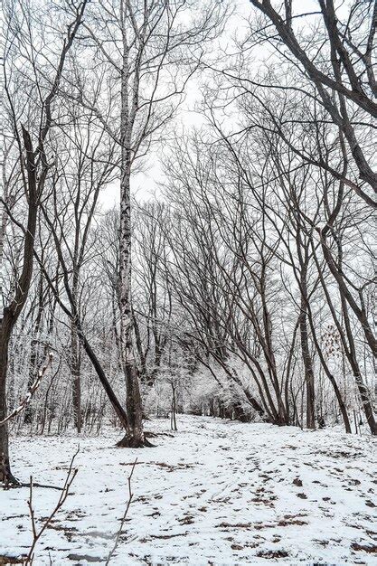 O Parque Coberto Por Uma Fina Camada De Neve No Inverno O Parque