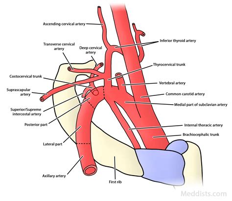 Subclavian Artery Diagram