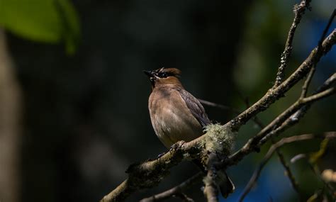 Cedar Waxwing Carl Comeau Flickr