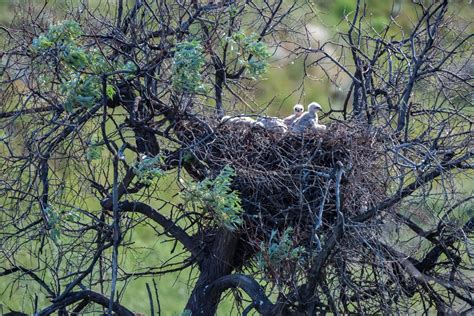 common buzzard call size habitat plantura