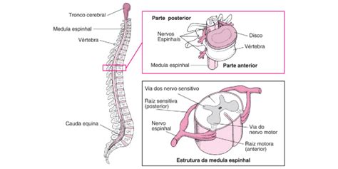 Fisiologia Do Sistema Nervoso Fisiologia I