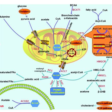 Summary Of Acetyl Coa Metabolic Pathways In Normal Cells Including Download Scientific Diagram