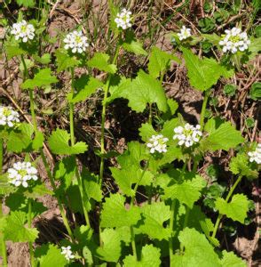 Impacts - Ontario Invasive Plant Council