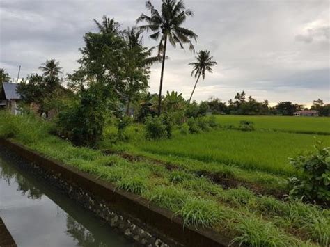 Jual Tanah Sawah Di Maros Sulawesi Selatan Luas 3 249 M2 SHM